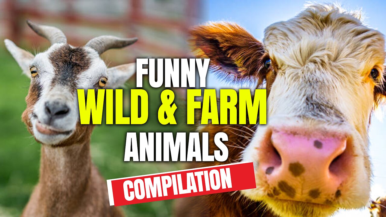 Best funny Wild and Farm animals videos