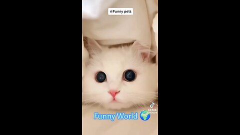 Best funny pet video