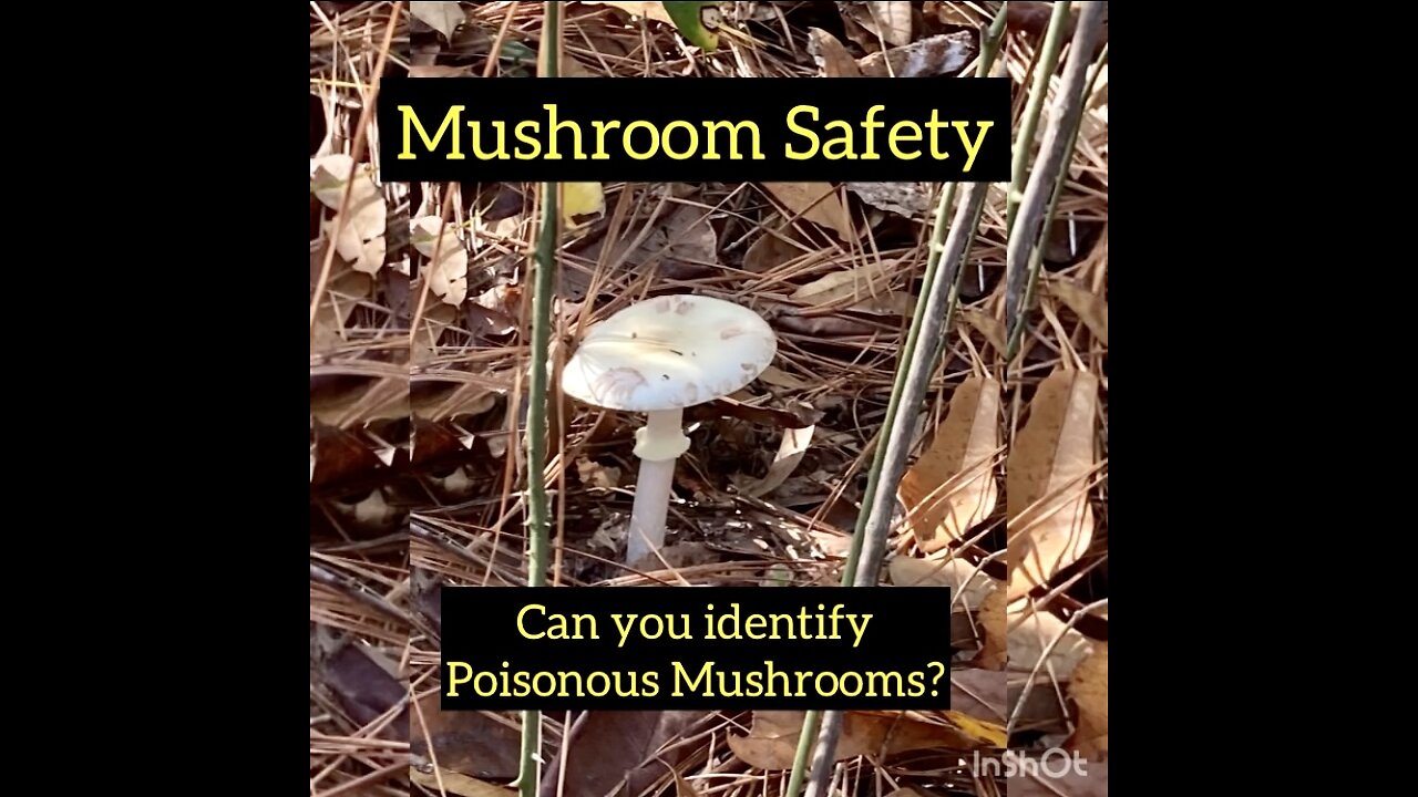 Mushroom Safety: Learn to Identify Poisonous Mushrooms