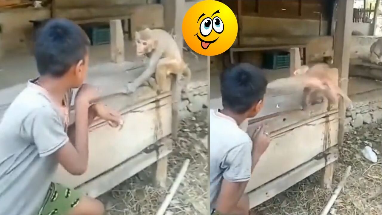 Funny Monkey