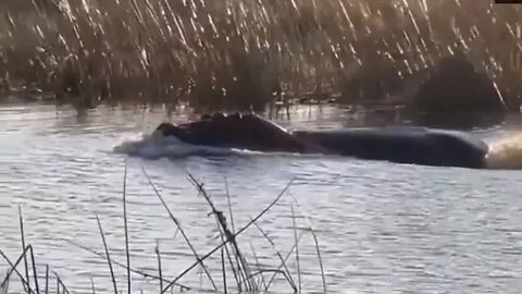 Not on my watch, When a brave hippopotamus attacks lions in the water