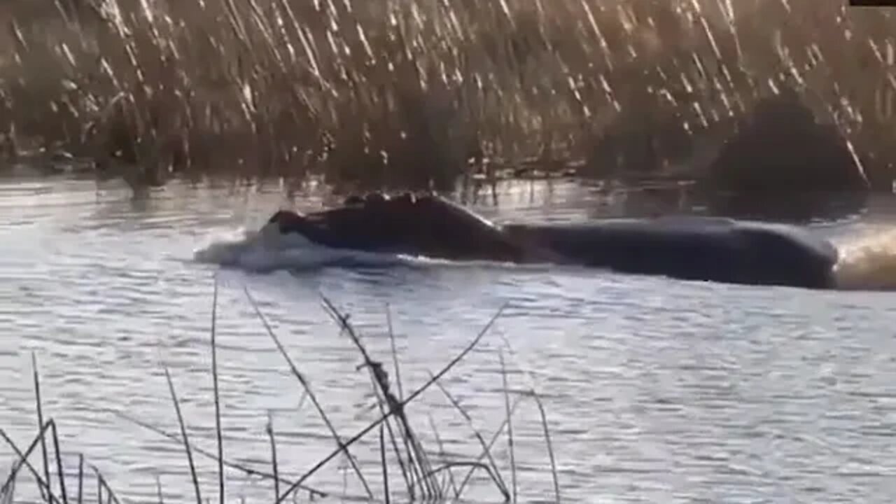 Not on my watch, When a brave hippopotamus attacks lions in the water