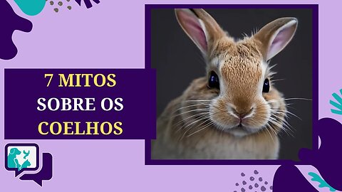 Desvendando 7 Mitos Sobre Coelhos de Estimação: O Que Você Precisa Saber!