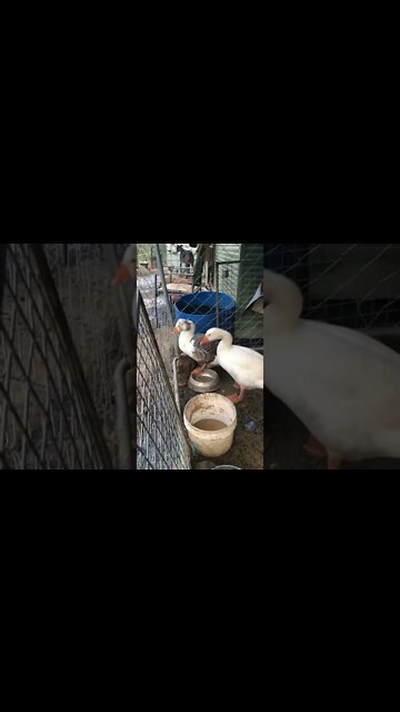 Guinea fowl keets do their evening time screeching to scare away predators before bed