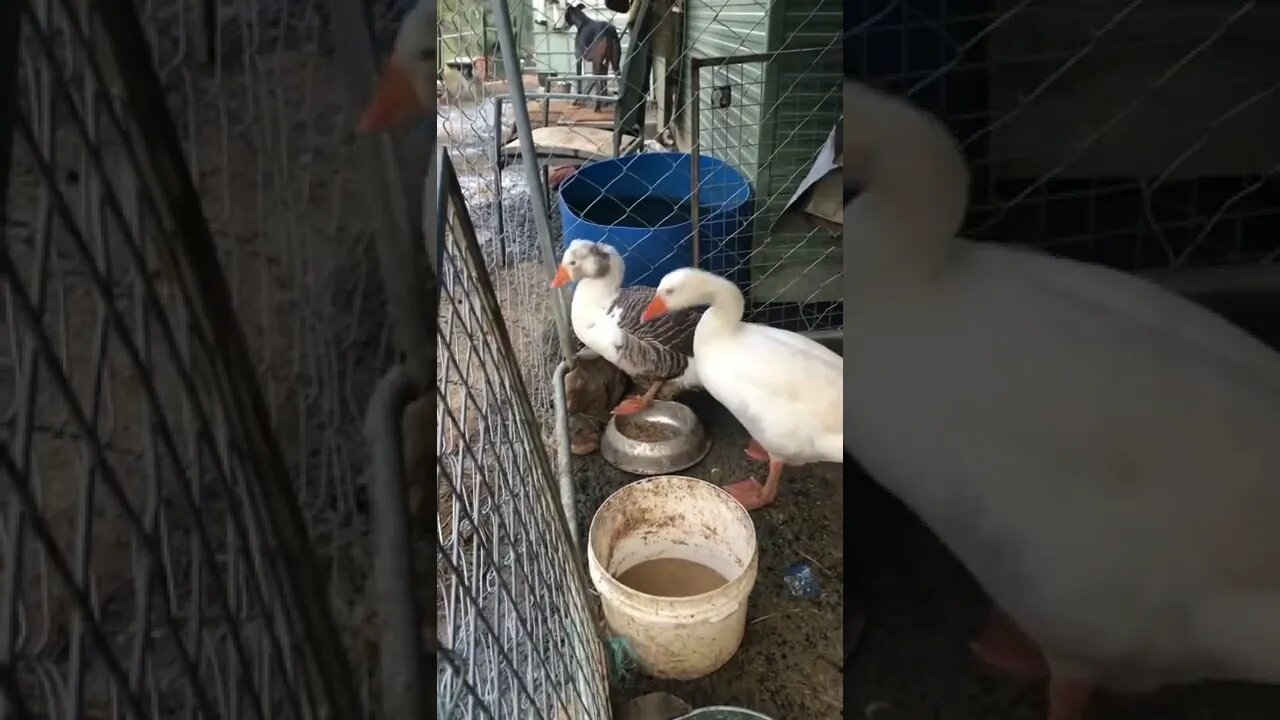 Guinea fowl keets do their evening time screeching to scare away predators before bed