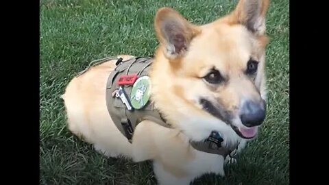 OneTigris Fire Watcher 2.0 K9 Harness unboxing, features and initial testing.