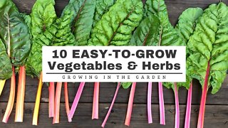 10 EASY-TO-GROW Vegetables & Herbs: GARDENING for BEGINNERS