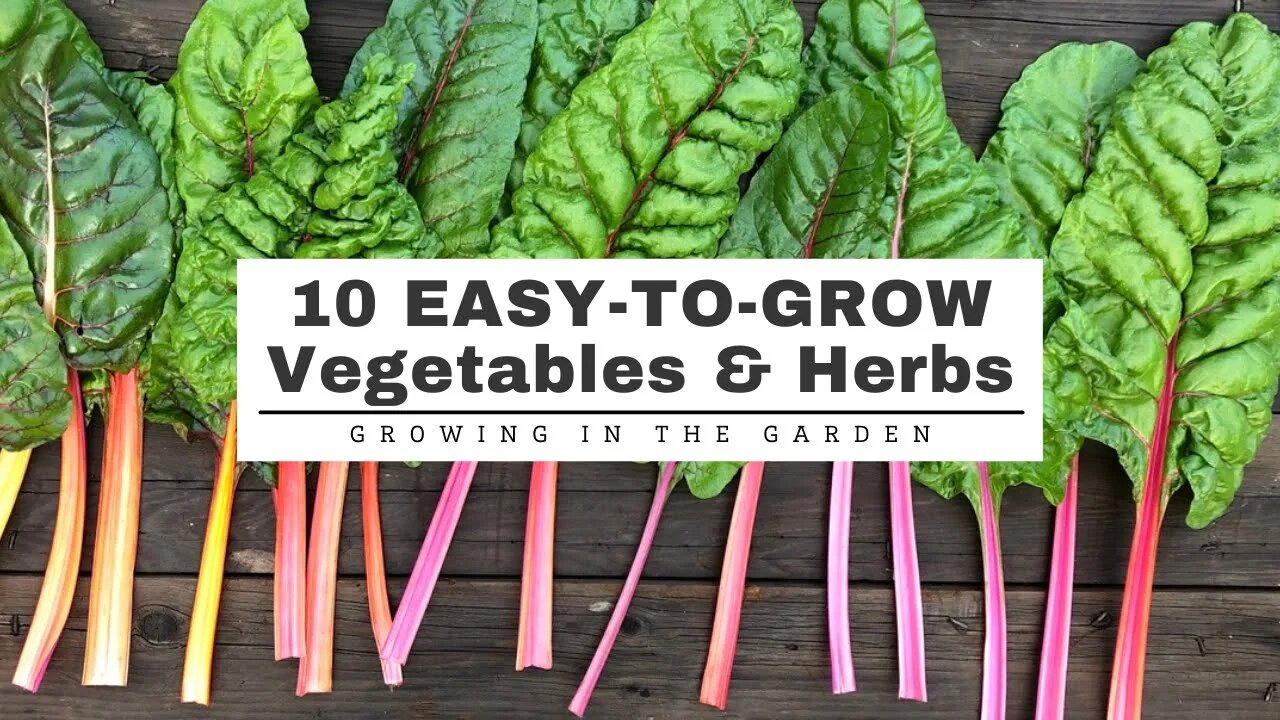 10 EASY-TO-GROW Vegetables & Herbs: GARDENING for BEGINNERS