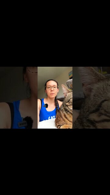 The best litter box set up #jesscaticles #shorts