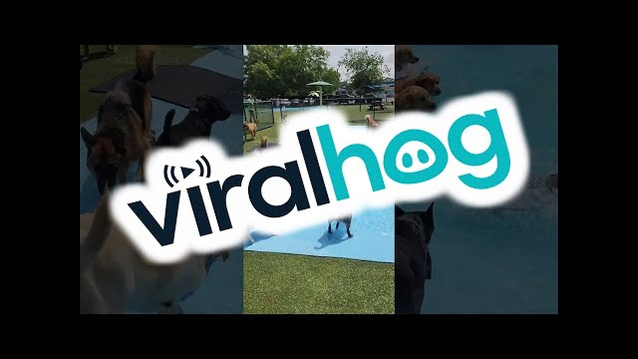 Pool Day for the Pups __ ViralHog dogs