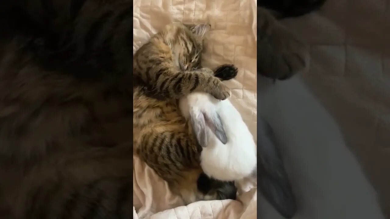 cute cat sleeping with rabbit🐰