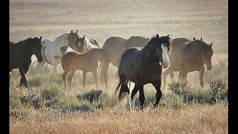 WHOA Wild Horses of America Ep 13 McCullough Peaks in Wyoming by Karen King