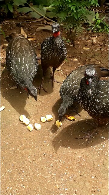 Banquete dos Jacus: Reunião Familiar para Saborear uma refeição em grupo"Jacuaçu, jacuguaçu, guans