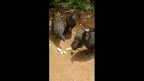 Banquete dos Jacus: Reunião Familiar para Saborear uma refeição em grupo"Jacuaçu, jacuguaçu, guans