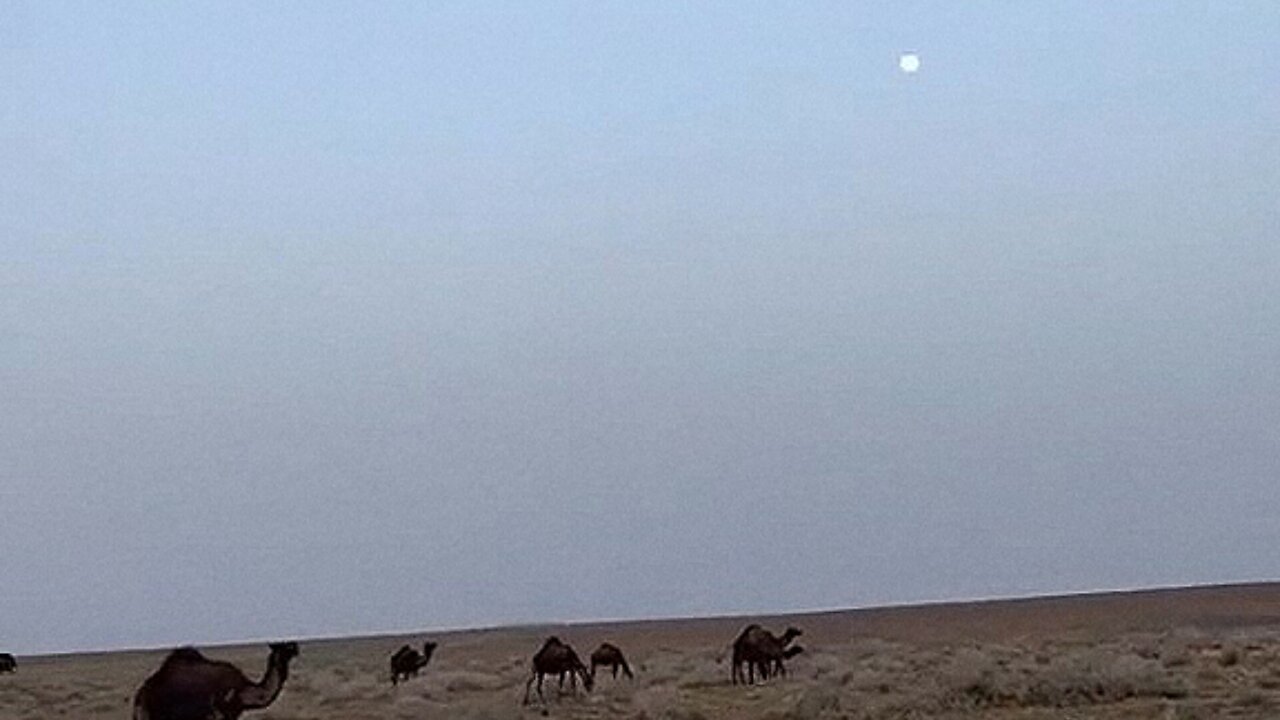 Have you ever drank camel milk