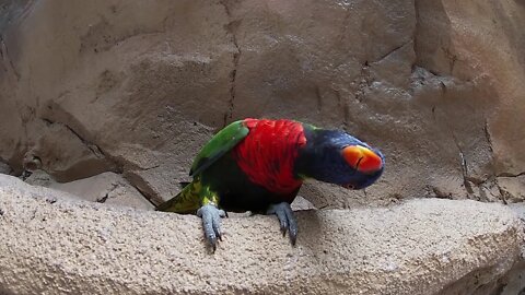 Animals of Busch Gardens