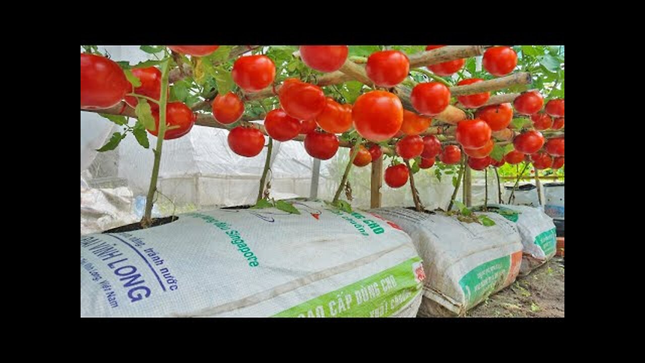 Grow tomatoes for your family with this method, you won't have to buy tomatoes anymore