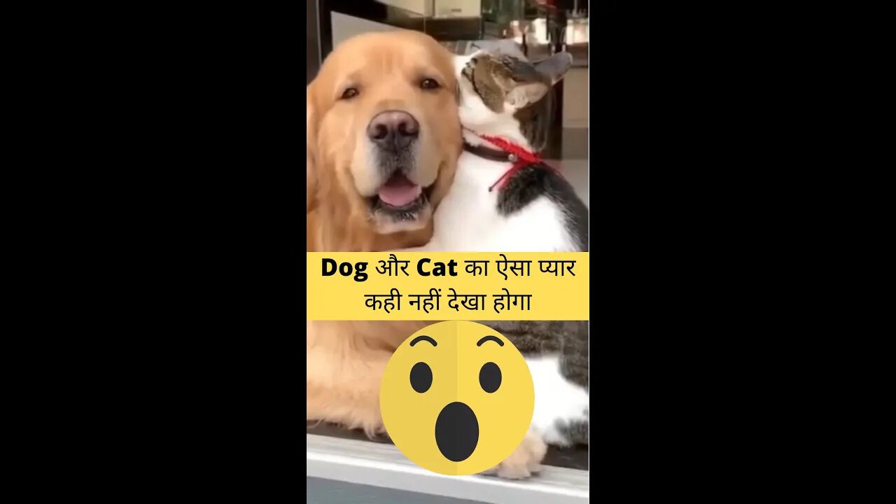 डॉग और कैट का ऐसा प्यार कहीं नहीं देखा होगा😱Never seen such love between dog and cat👈