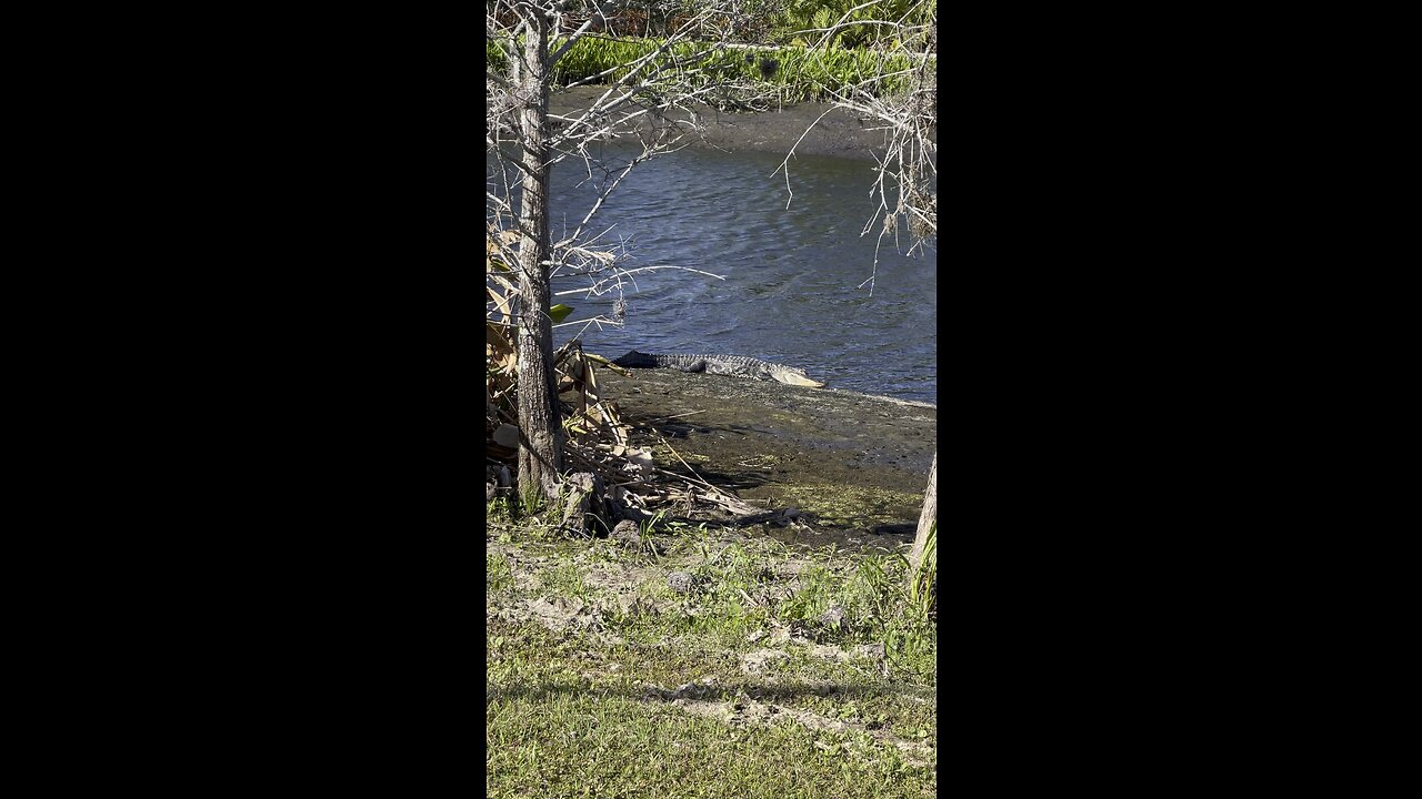 Gators In Paradise Part 4 #Gator #Alligator #mywalksinparadise #SWFL #4K #DolbyVisionHDR