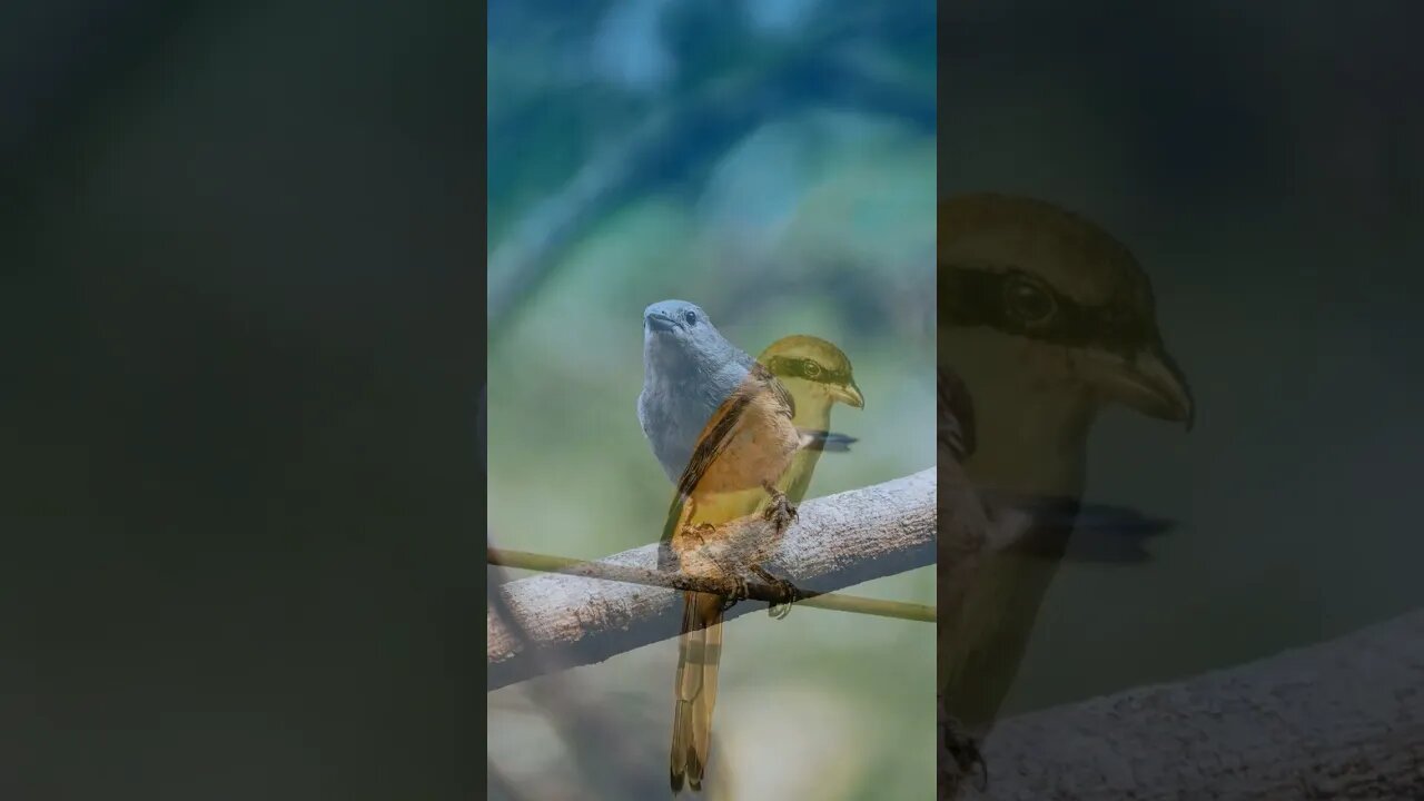 Birdsong / пение птиц / birds sound / nature sounds / birds #NatureShortsVideo #shorts