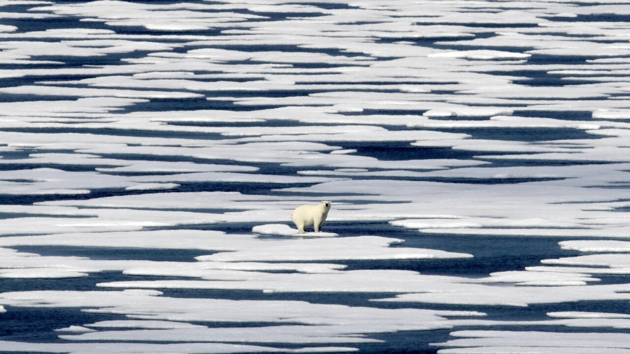 Report: 2021 Saw New Weather Records, Shifts In Global Ecosystems