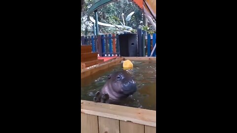 Cute baby hippopotamus 🦛🦛 #cute #animal #viral #rumble #funny