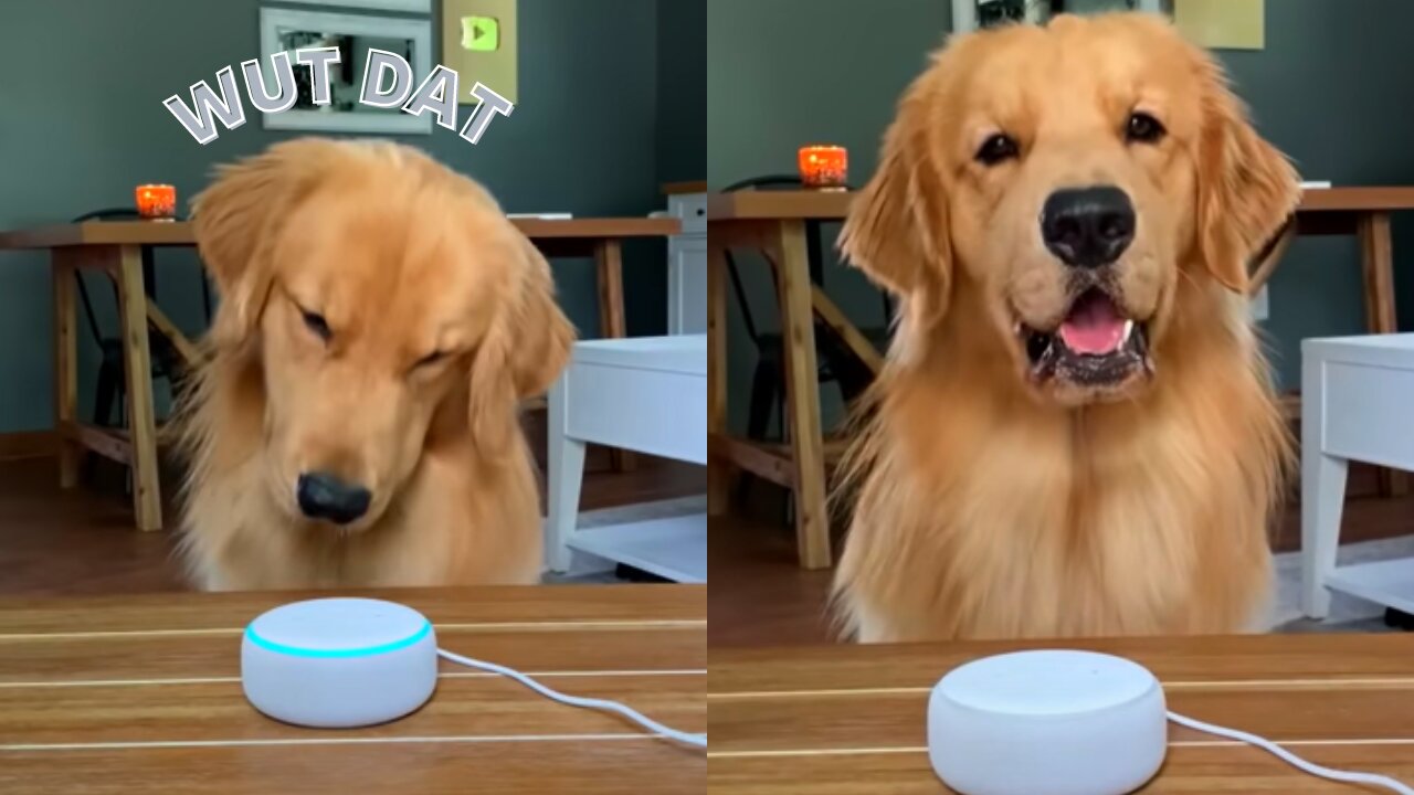 My Dog Reacts to Alexa