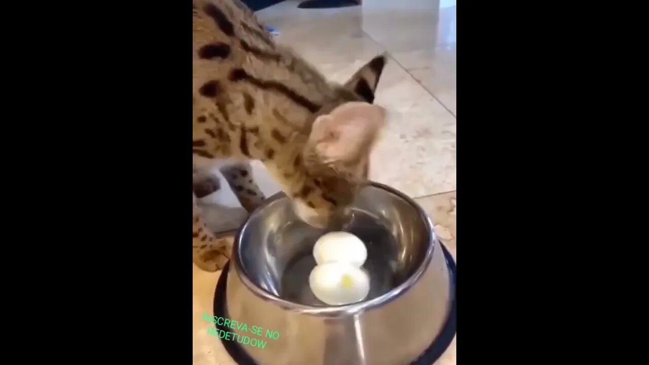 SHORT: PÔ MÁRCIA