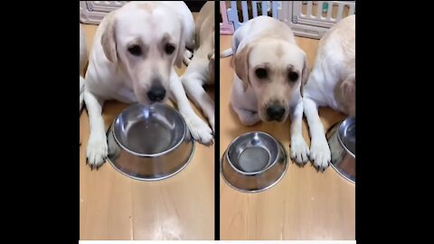 Dispute Over Food Distribution / Funny Dog Reaction