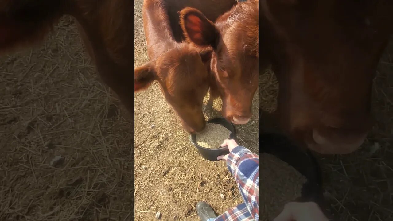 Cow will eat oats - calf won't