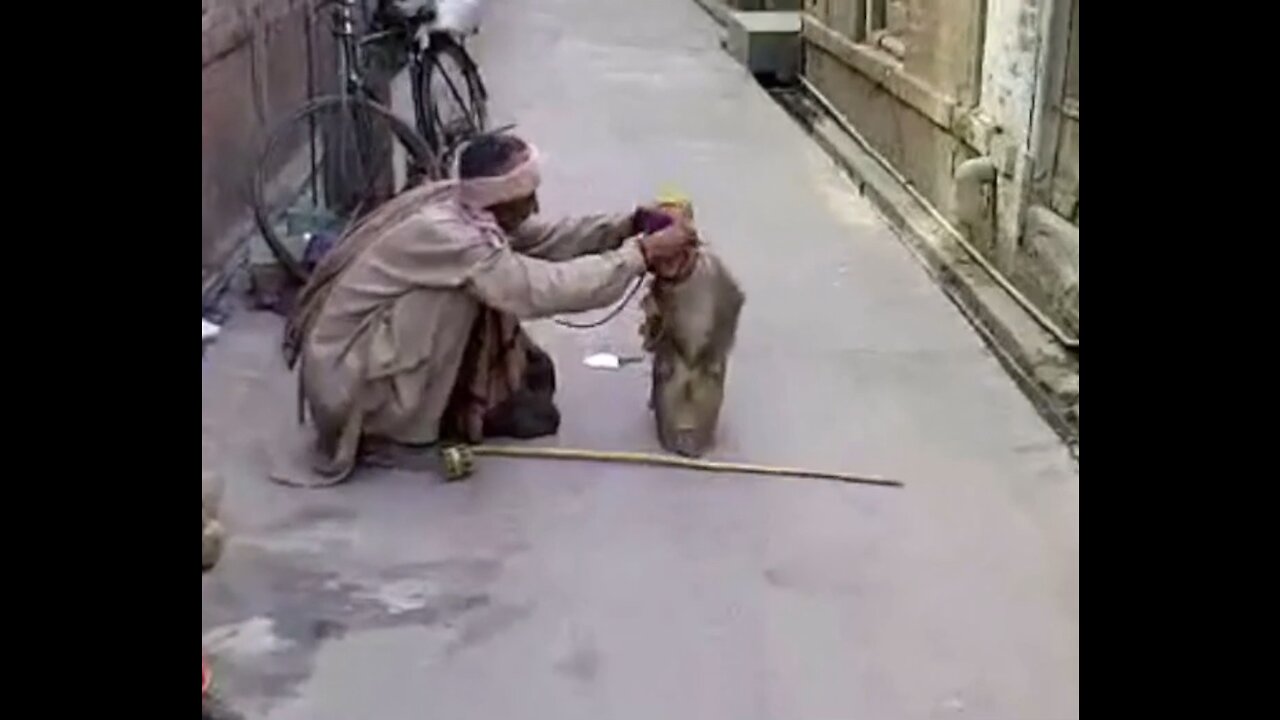 Asian monkey