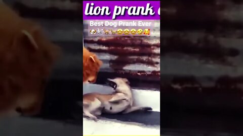 Best Dog Prank Ever 🐶🐩🐕🦮🤩🤩🤩🤣🥰