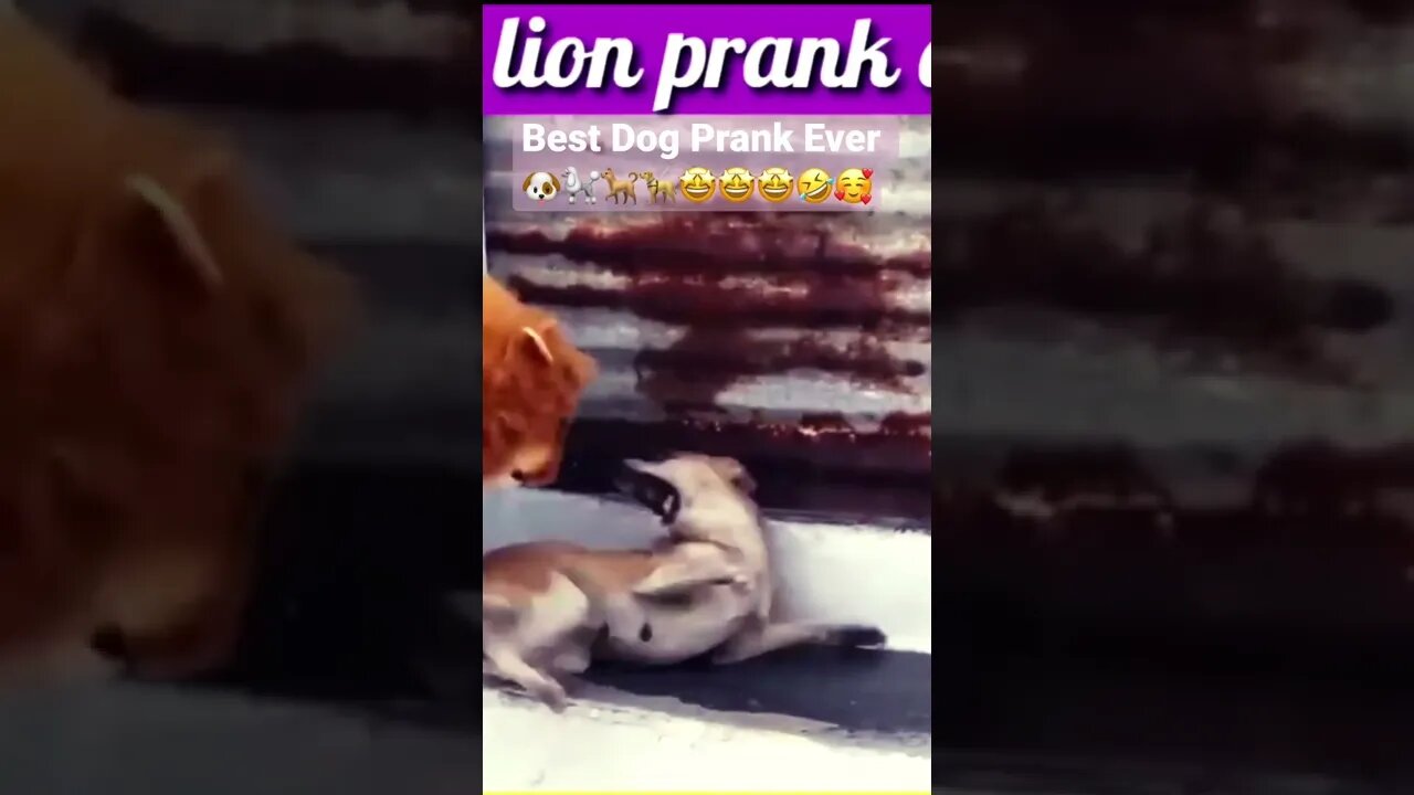 Best Dog Prank Ever 🐶🐩🐕🦮🤩🤩🤩🤣🥰