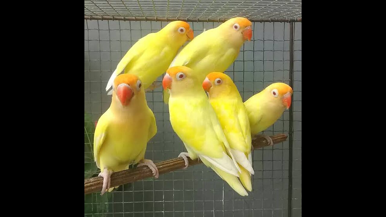 CREAMINO | MOST BEAUTIFUL LOVE BIRD | HT PARROTS