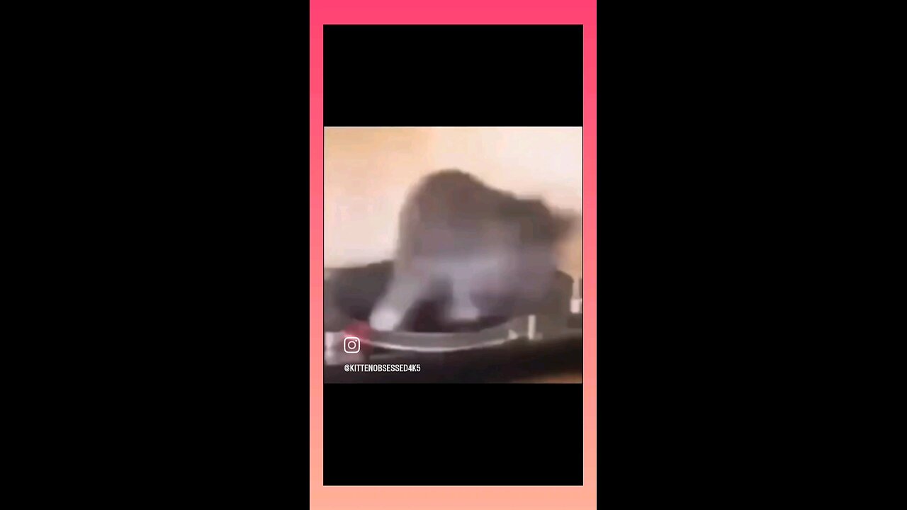 funny moment of cats