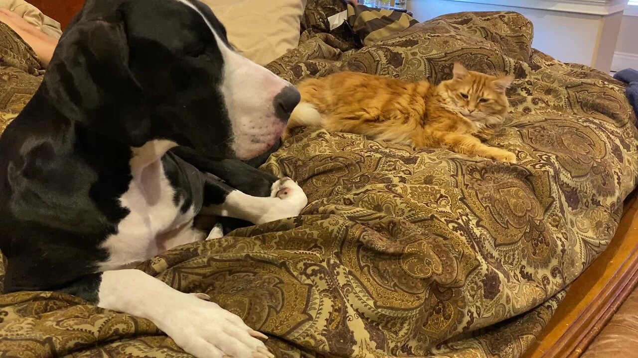 Dog And Cat Snuggle Up Together On The Bed