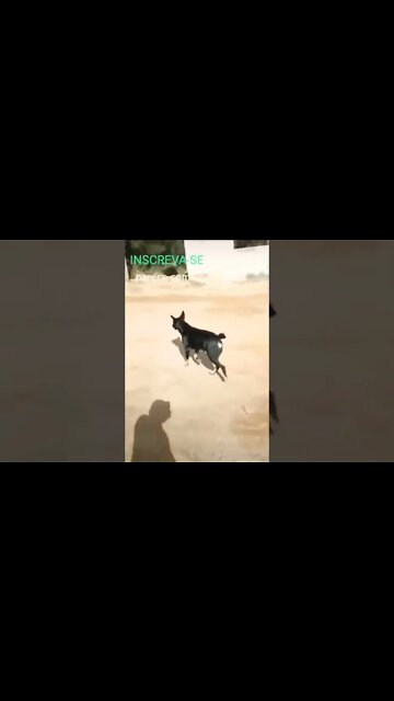 ZAP ZAP: DOG X DOG HILÁRIO