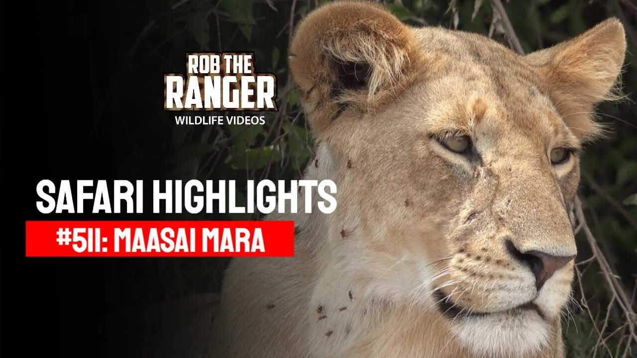 Safari Highlights #511: 03rd December 2018 | Maasai Mara/Zebra Plains | Latest Wildlife Sightings