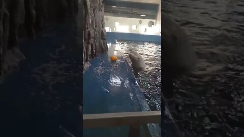 This beluga whale uses ingenuity to retrieve a toy