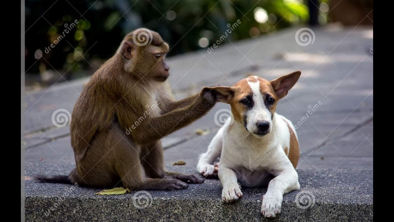 Funny monkey with dog