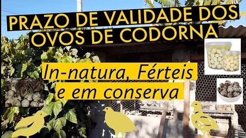 PRAZO DE VALIDADE DOS OVOS DE CODORNA / VIVER DE CODORNA