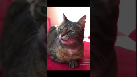 Cat meowing video funny #shorts #cat