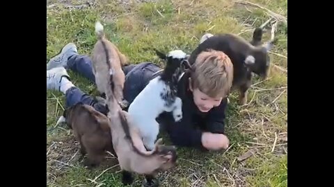 goat baby funny video