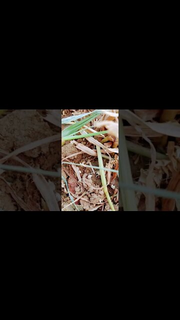 dil pe zhakham.... 🥺😭