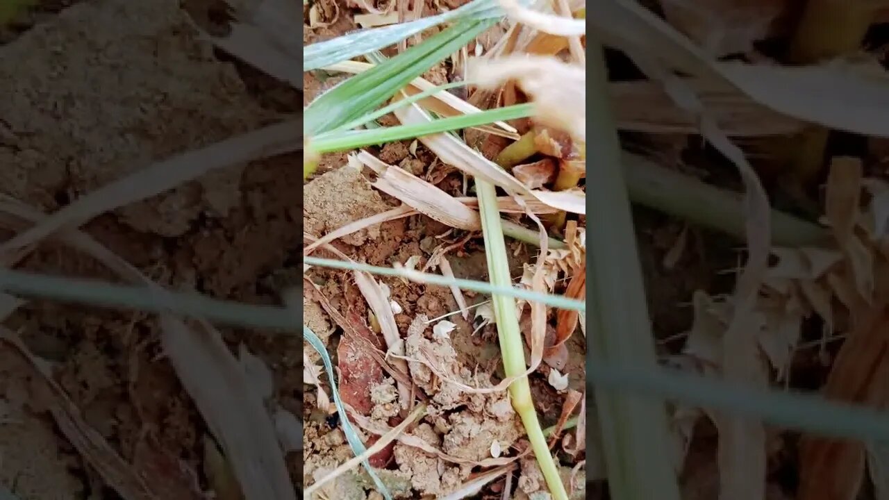 dil pe zhakham.... 🥺😭