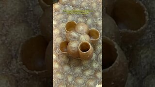 Fiquei admirado como as construções das abelhas sem ferrão - PARTE 02 #Shorts