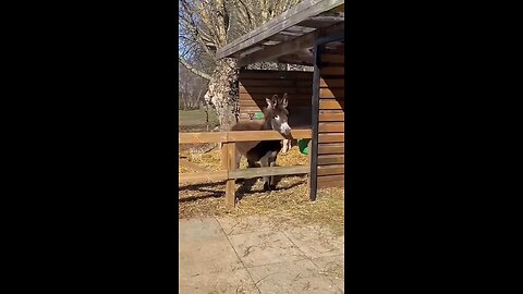 FUNNY ANIMALS