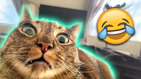 The BEST Cute and Funny Animal Videos of 2022! 😂