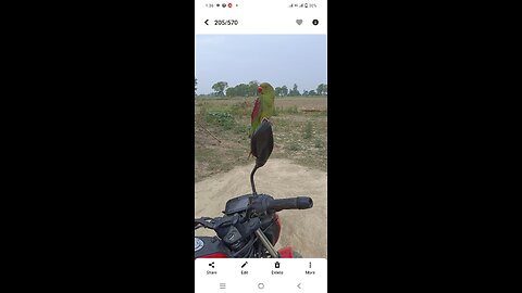 Funny parrot video