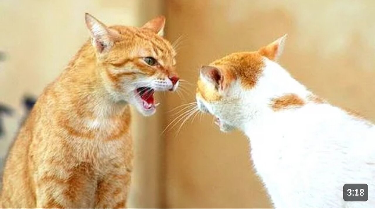 Funny cats arguing - cats talking to Each other compilation! New HD